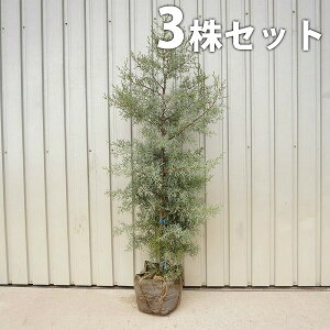 クリスマス ファー 植木 盆栽の人気商品 通販 価格比較 価格 Com
