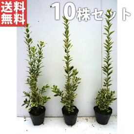 楽天市場 マサキ 花 ガーデン Diy の通販