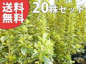 植木 盆栽 マサキの人気商品 通販 価格比較 価格 Com
