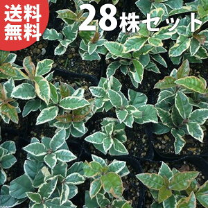 y28|bgZbgz 胄uREW 9cm|bg ij Ԃ c c A  _ EOhJo[