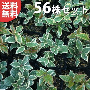 y56|bgZbgz 胄uREW 9cm|bg ij Ԃ c c A  _ EOhJo[