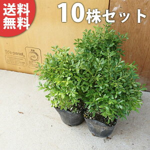 植木 盆栽 ツゲ 庭木の人気商品 通販 価格比較 価格 Com