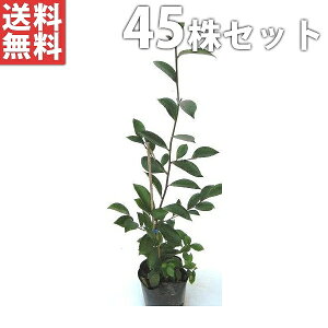 榊 盆栽 植木の通販 価格比較 価格 Com