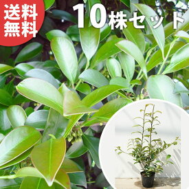 楽天市場 アカメ 花 ガーデン Diy の通販
