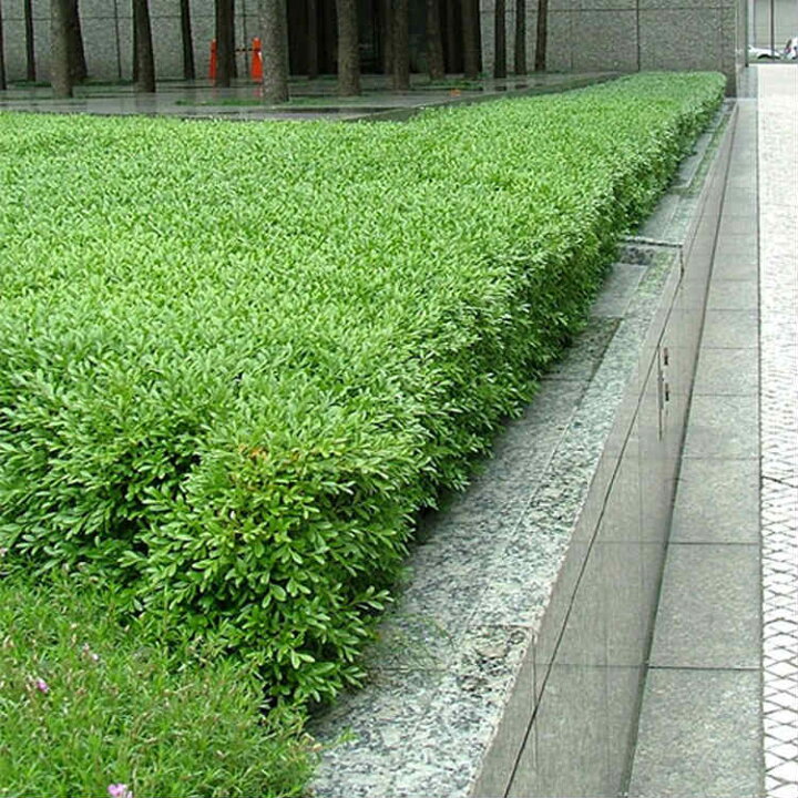 楽天市場 送料無料 本セット クサツゲ 樹高0 15m前後 12cmポット くさつげ 低い生垣に 苗木 植木 苗 庭木 生け垣 下草 グランドカバー 季の香 きのか 楽天市場 送料無料 本セット クサツゲ 樹高0 15m前後 12cmポット くさつげ 低い生垣に 苗木 植木 苗 庭木 生け垣 下草 グランドカバー 季の香 きのか