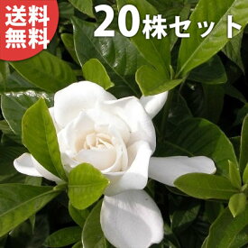 楽天市場 ガーデニア 花の通販