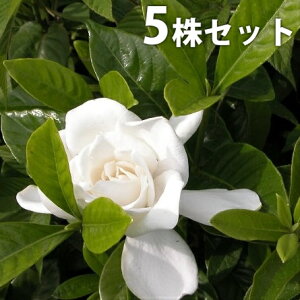 クチナシ 花 Diy 工具の人気商品 通販 価格比較 価格 Com