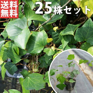 y25|bgZbgz wfEJiGVX 10.5cm|bg ACr[ c c A  _ EOhJo[