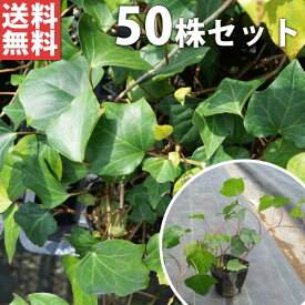 ■送料無料■【50ポットセット】 ヘデラ・カナリエンシス 10.5cmポット アイビー 苗木 苗 植木 庭木 生け垣 下草・グランドカバー