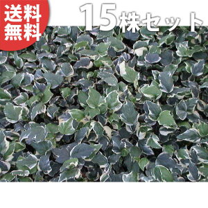 y15|bgZbgz wfEJiGVXEoGK[^ 10.5cm|bg ACr[ c c A  _ EOhJo[