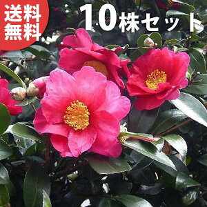 植木 盆栽 山茶花の人気商品 通販 価格比較 価格 Com
