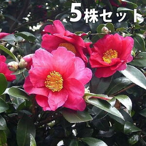 秋 花 木 苗の人気商品 通販 価格比較 価格 Com