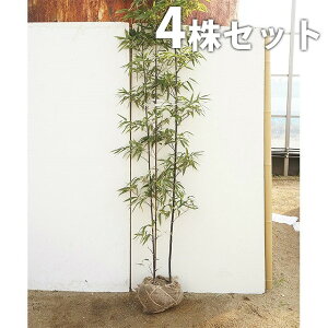 植木 盆栽 黒竹の人気商品 通販 価格比較 価格 Com