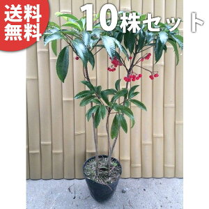 y10{Zbgz }E 0.3mO 15cm|bg  Ԏ  ܂傤 c c A  _ ؁E