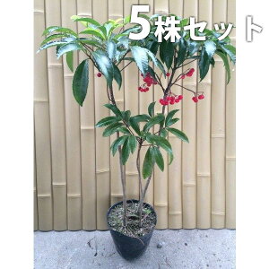 y5{Zbgz }E 0.3mO 15cm|bg  Ԏ  ܂傤 c c A  _ ؁E