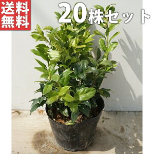 ■送料無料■【20本セット】 サルココッカ 樹高0.2m前後 15cmポット 大 ポット入り 苗木 苗 植木 庭木 生け垣 下草・グランドカバー