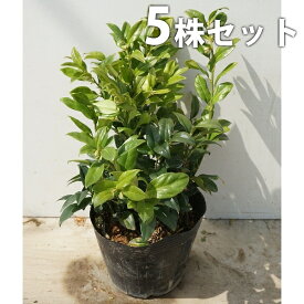楽天市場 サルココッカ 花 ガーデン Diy の通販