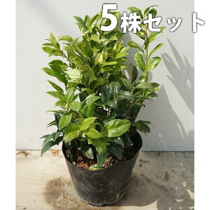 y5{Zbgz TRRbJ 0.2mO 15cm|bg  |bg c c A  _ EOhJo[