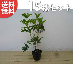 y15{Zbgz VLULNZC 0.25mO 10.5cm|bg lG炫NZC tEHŉԂy߂ D肪 c c A  _ V{c[ Ύ Ԃy