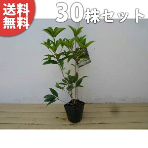 y30{Zbgz VLULNZC 0.25mO 10.5cm|bg lG炫NZC tEHŉԂy߂ D肪 c c A  _ V{c[ Ύ Ԃy