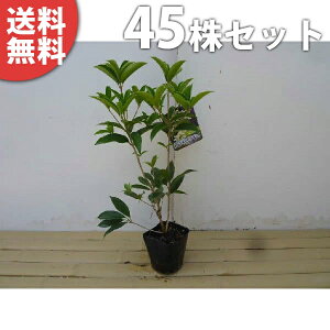 y45{Zbgz VLULNZC 0.25mO 10.5cm|bg lG炫NZC tEHŉԂy߂ D肪 c c A  _ V{c[ Ύ Ԃy