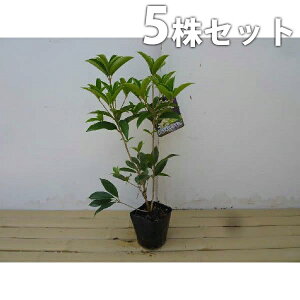 y5{Zbgz VLULNZC 0.25mO 10.5cm|bg lG炫NZC tEHŉԂy߂ D肪 c c A  _ V{c[ Ύ Ԃy