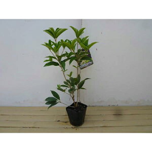 VLULNZC 0.25mO 10.5cm|bg lG炫NZC tEHŉԂy߂ D肪 c c A  _ V{c[ Ύ Ԃyޖ 1{iȃZbg