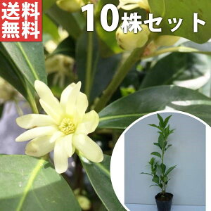 y10{Zbgz VL~ 0.3mO 10.5cm|bg c c    A  _ _ Ԃyޖ tɉԂ炩AؓW _ ډB