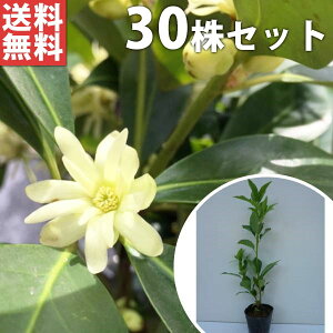 y30{Zbgz VL~ 0.3mO 10.5cm|bg c c    A  _ _ Ԃyޖ tɉԂ炩AؓW _ ډB