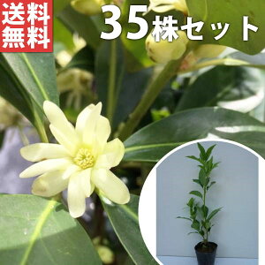 y35{Zbgz VL~ 0.3mO 10.5cm|bg c c    A  _ _ Ԃyޖ tɉԂ炩AؓW _ ډB