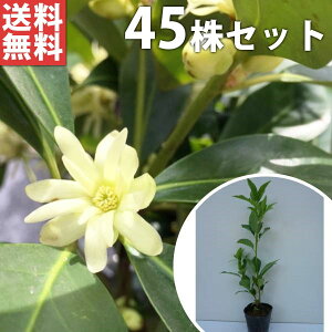 ■送料無料■【45本セット】 シキミ 樹高0.3m前後 10.5cmポット 苗木 苗 しきみ 樒 櫁 植木 庭木 生け垣 生垣 花を楽しむ木 春に花を咲かせる植木特集 生垣 目隠し