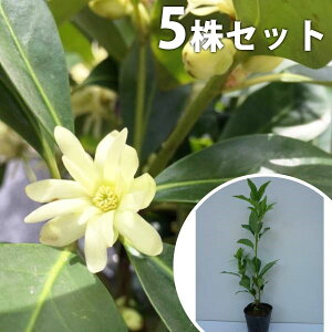 y5{Zbgz VL~ 0.3mO 10.5cm|bg c c    A  _ _ Ԃyޖ tɉԂ炩AؓW _ ډB