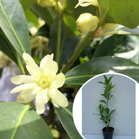 楽天市場 お しきみ 植木 ガーデニング 農業 花 ガーデン Diyの通販
