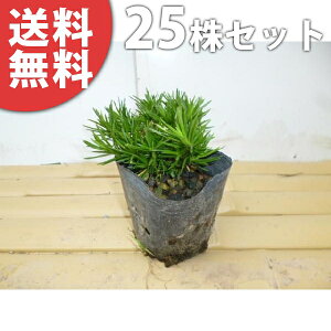 y25|bgZbgz VoUN 9cm|bg ō c c A  _ EOhJo[