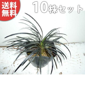 ■送料無料■【10ポットセット】 コクリュウ 9cmポット 黒龍(黒竜) 黒っぽい葉色をしたグランドカバー 苗木 苗 植木 庭木 生け垣 下草・グランドカバー