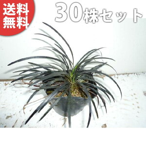 ■送料無料■【30ポットセット】 コクリュウ 9cmポット 黒龍(黒竜) 黒っぽい葉色をしたグランドカバー 苗木 苗 植木 庭木 生け垣 下草・グランドカバー