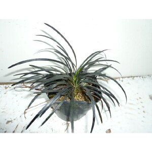 コクリュウ 9cmポット 黒龍(黒竜) 黒っぽい葉色をしたグランドカバー 苗木 苗 植木 庭木 生け垣 下草・グランドカバー 1本(お得なセット販売あります)