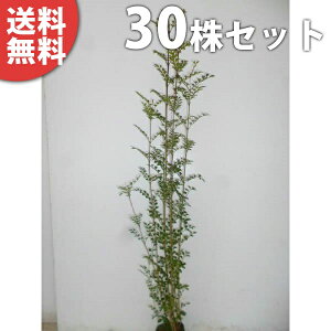シンボルツリー トネリコ 盆栽 植木の人気商品 通販 価格比較 価格 Com
