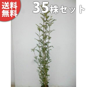 y35{Zbgz V}glR 0.25mO 10.5cm|bg  c c A  _ V{c[ Ύ
