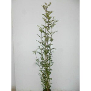 V}glR 0.25mO 10.5cm|bg  c c A  _ V{c[ Ύ 1{iȃZbg̔܂j