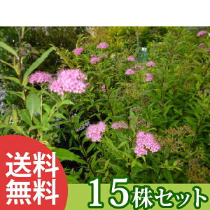 y15{Zbgz VcP 0.3mO 15cm|bg c c A  _ Ԃyޖ ĂɉԂ炩AؓW