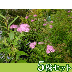 y5{Zbgz VcP 0.3mO 15cm|bg c c A  _ Ԃyޖ ĂɉԂ炩AؓW