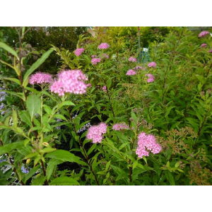 VcP 0.3mO 15cm|bg c c A  _ Ԃyޖ ĂɉԂ炩AؓW 1{iȃZbg̔܂j