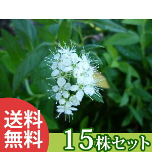 y15{Zbgz VcPES[ht[ 0.15mO 12cm|bg c c A  _ Ԃyޖ ĂɉԂ炩AؓW