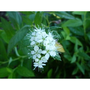 VcPES[ht[ 0.15mO 12cm|bg c c A  _ Ԃyޖ ĂɉԂ炩AؓW 1{iȃZbg̔܂j