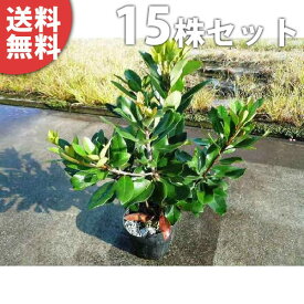楽天市場 庭木 低木 種類 植物 ウメ の通販