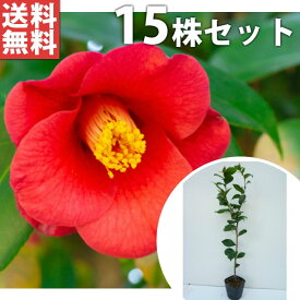 楽天市場 ツバキ 生垣 日陰 5本の通販