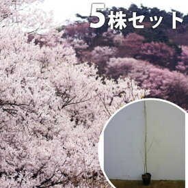 楽天市場 花 苗 激安の通販