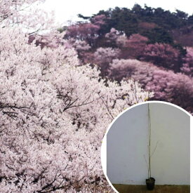 楽天市場 庭木 桜 植木の通販
