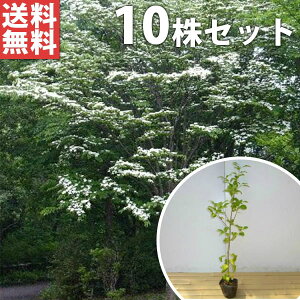 y10{Zbgz }{EV 0.8mO 10.5cm|bg ܂ڂ t t c c A  _ Ԃyޖ tɉԂ炩AؓW